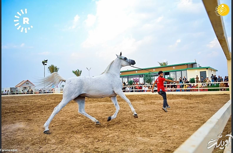 (تصاویر) نمایش اسب&zwnj;های اصیل عرب در کردستان عراق